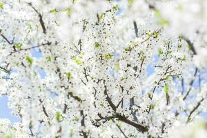 Natur im Frühling. ein Ast mit Weiß Frühling Blumen auf das Baum. ein blühen Baum. ein Blühen Landschaft Hintergrund zum ein Postkarte, Banner, oder Poster. foto