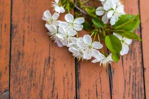 ein Zweig von Weiß Blumen auf ein dunkel, getragen rustikal hölzern Tisch. Kirsche Baum Blumen. selektiv Fokus. foto