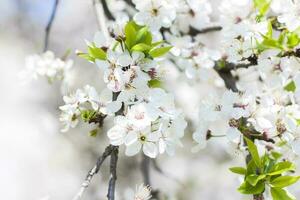 Natur im Frühling. ein Ast mit Weiß Frühling Blumen auf das Baum. ein blühen Baum. ein Blühen Landschaft Hintergrund zum ein Postkarte, Banner, oder Poster. foto