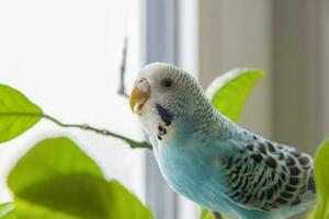 ein schön Blau Wellensittich sitzt ohne ein Käfig auf ein Haus Pflanze. tropisch Vögel beim heim. foto