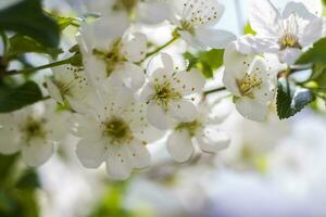 Natur im Frühling. ein Ast mit Weiß Frühling Blumen auf das Baum. ein blühen Baum. ein Blühen Landschaft Hintergrund zum ein Postkarte, Banner, oder Poster. foto