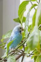 ein schön Blau Wellensittich sitzt ohne ein Käfig auf ein Haus Pflanze. tropisch Vögel beim heim. foto