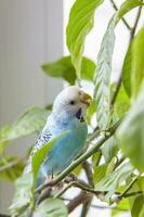 ein schön Blau Wellensittich sitzt ohne ein Käfig auf ein Haus Pflanze. tropisch Vögel beim heim. foto