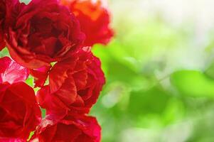 rot Rose Blumen. Klettern Rose eng Fokus Zone und Bokeh. foto