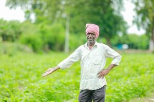 indisch Farmer zeigen Baumwolle Baum im Baumwolle Bauernhof , glücklich Farmer foto