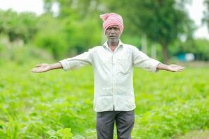 indisch Farmer zeigen Baumwolle Baum im Baumwolle Bauernhof , glücklich Farmer foto