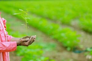 indisch glücklich Farmer halten Baumwolle Baum im Hände, glücklich Farmer foto