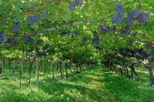 traditionell Weinanbau im Trentino, Süden Tirol, Italien foto