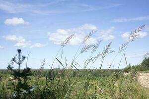 wann das Wind weht Natur Himmel Hintergrund foto