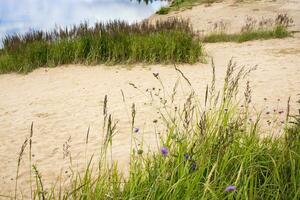 Gelb Blumen und spicas auf Sand Hintergrund foto