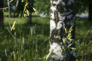 Hintergründe grasig Blumen Grün Gras Nahansicht gegen das Rahmen Sonne. foto