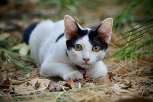 Katze süß Tier Haustier Hintergrund foto