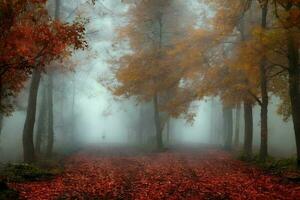dunkler Pfad in einem nebligen Herbstwald foto