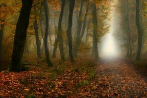 dunkler Pfad in einem nebligen Herbstwald foto