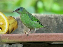 Sai- azul comendo dacnis cayana Blau dacnis foto