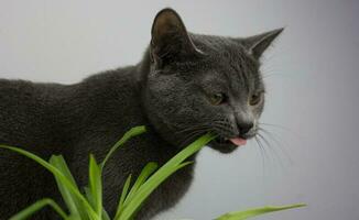 ein Katze isst Gras beim Zuhause auf das Fensterbrett. foto