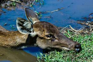 schließen oben Hirsch Lügen im das Teich. foto