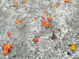 Orange Blumen auf das Beton Fußboden foto