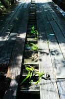 Holz Brücke mit Grün Unkraut. foto