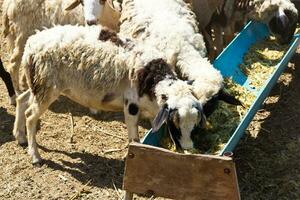 viele von das Schaf zu essen. foto