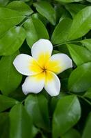 Frangipani Blumen mit Grün Blätter. foto