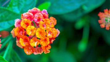 weinende Lantana-Blume