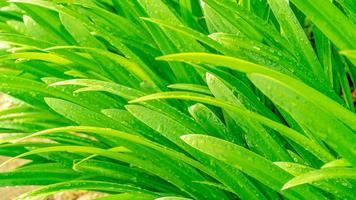 frisches grünes Pandanblatt mit Wassertropfenmakrofotografie-Texturhintergrund foto