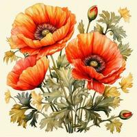 Aquarell Mohn Blumen Hintergrund foto