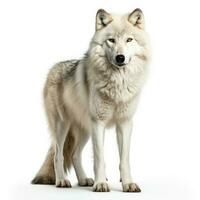 Winter Arktis Wolf isoliert auf Weiß Hintergrund foto