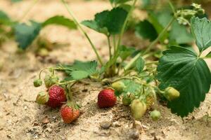 umweltfreundlich Gartenarbeit. Erdbeeren reifen auf das Garten Bett. foto