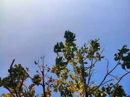 Geäst mit Blätter von Baum von unten gegen Himmel foto