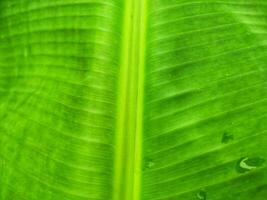 Natur Hintergrund Konzept. dekorativ abstrakt Hintergrund von Bananen Blatt. foto