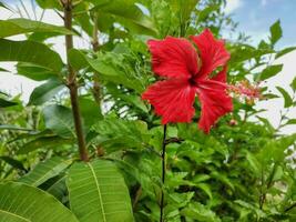 Hibiskus rosa-sinensis, namens kembang getrennt, ein Strauch einheimisch zu Osten Asien und ist weit gewachsen wie ein Zier Pflanze im tropisch und subtropisch Regionen. foto