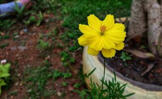 schließen oben von Gelb Blume Blühen im das Garten foto