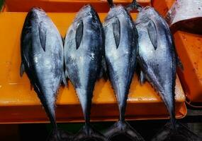 Gruppe von Makrele Thunfisch im Markt foto