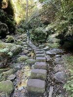 großartig Schlucht gehen katoomba nsw foto