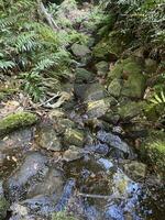 großartig Schlucht gehen katoomba nsw foto