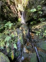 großartig Schlucht gehen katoomba nsw foto