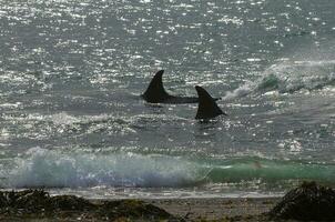 zwei Mörder Wale Schwimmen im das Ozean in der Nähe von das Ufer foto