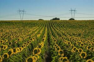 ein Feld von Sonnenblumen foto