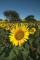 ein Feld von Sonnenblumen mit ein Baum im das Hintergrund foto