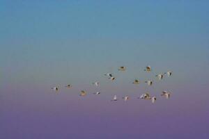 ein Vogelschwarm, der am Himmel fliegt foto