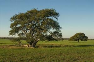 ein groß Baum im ein Feld foto