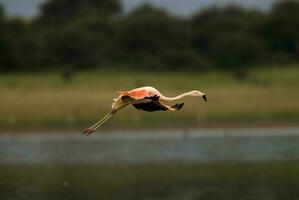ein Herde von Flamingos fliegend Über ein See foto