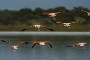 ein Herde von Flamingos fliegend Über ein See foto