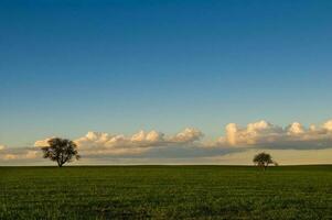 ein einsam Baum im ein Feld mit das Sonne leuchtenden durch das Wolken foto