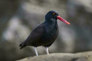 ein schwarz Vogel mit ein rot Schnabel Stehen auf ein Felsen foto