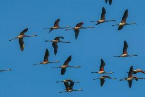 ein Herde von Flamingos fliegend im das Himmel foto