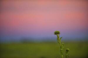 Distel im das Sonnenuntergang foto