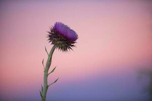 ein Distel Blume gegen ein Rosa Himmel foto